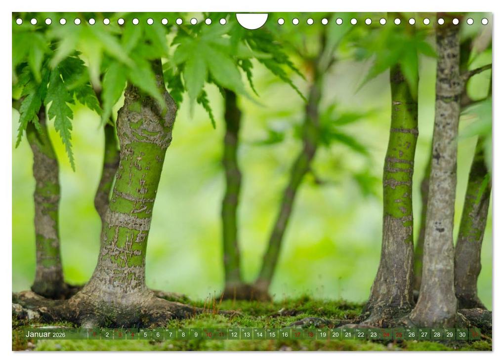 Weitere Ansicht: Bonsai ganz nah (Wandkalender 2026 DIN A4 quer), CALVENDO Monatskalender | Calvendo, Bernd Schmidt