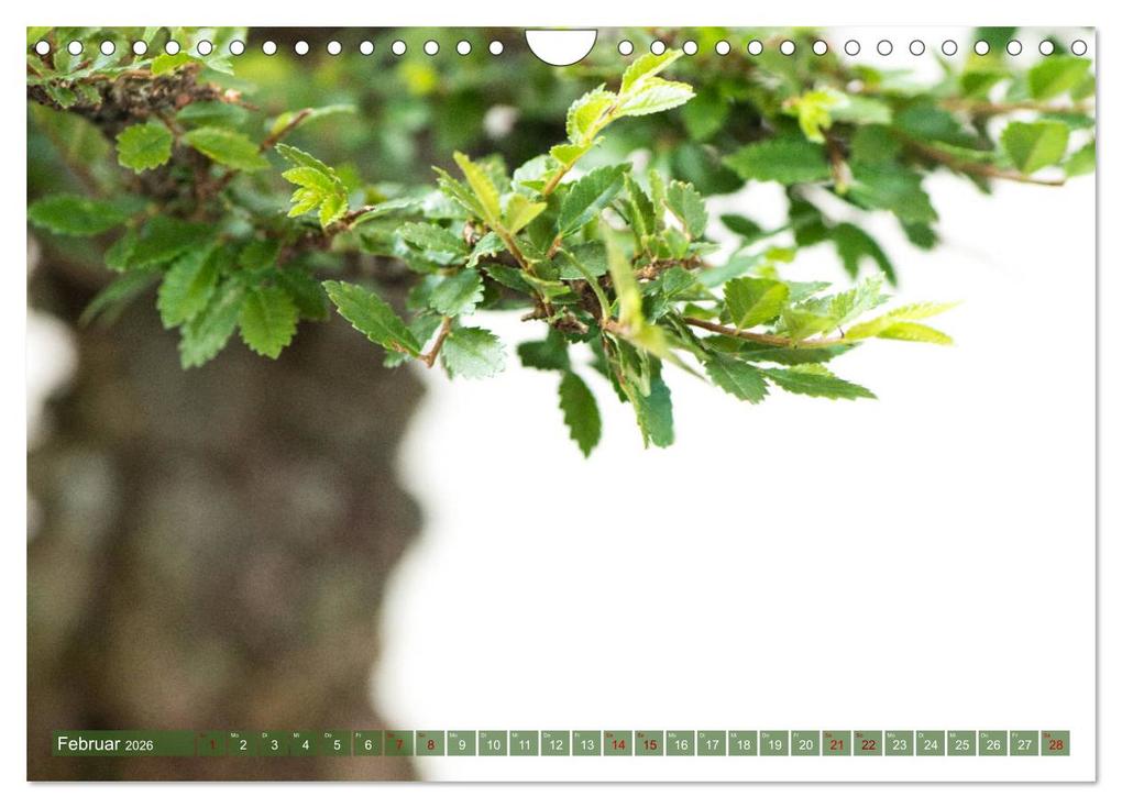 Weitere Ansicht: Bonsai ganz nah (Wandkalender 2026 DIN A4 quer), CALVENDO Monatskalender | Calvendo, Bernd Schmidt