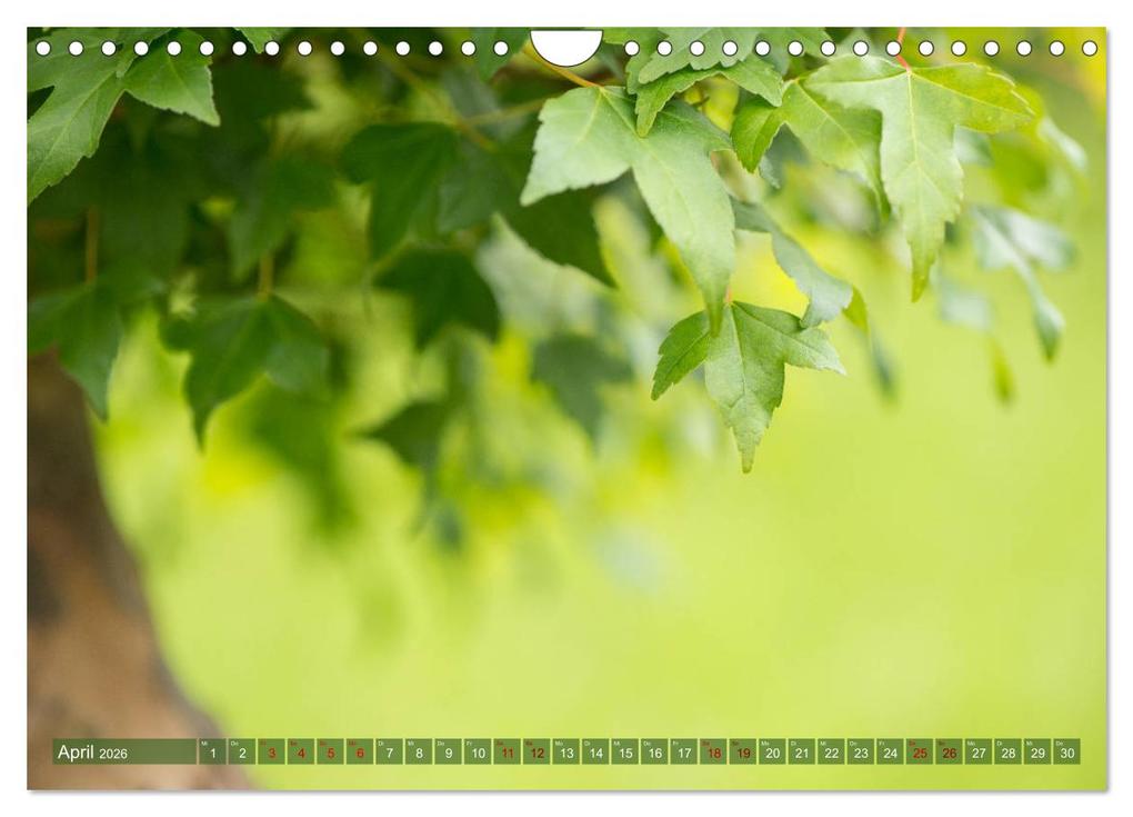 Weitere Ansicht: Bonsai ganz nah (Wandkalender 2026 DIN A4 quer), CALVENDO Monatskalender | Calvendo, Bernd Schmidt