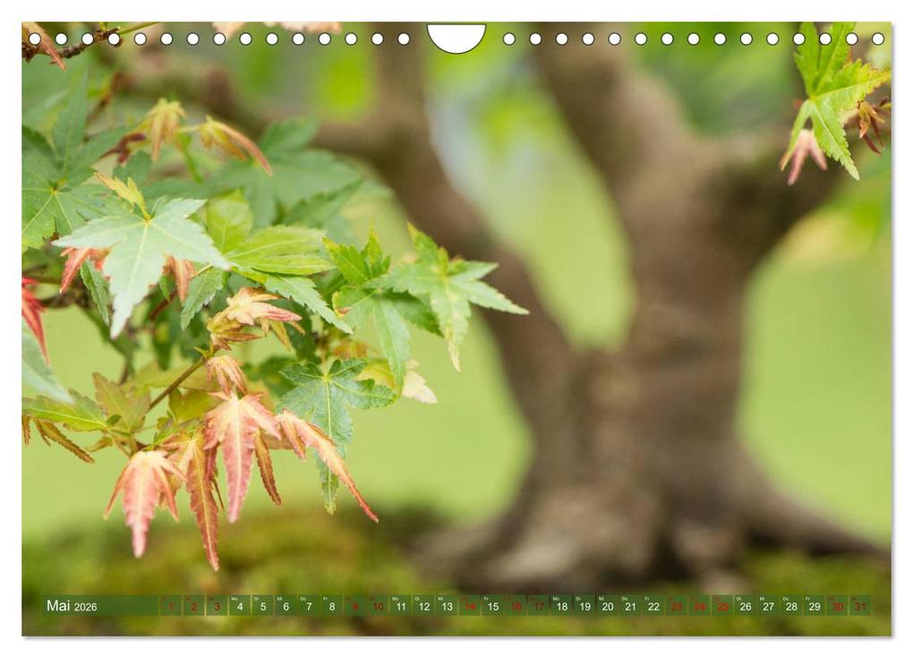 Weitere Ansicht: Bonsai ganz nah (Wandkalender 2026 DIN A4 quer), CALVENDO Monatskalender | Calvendo, Bernd Schmidt