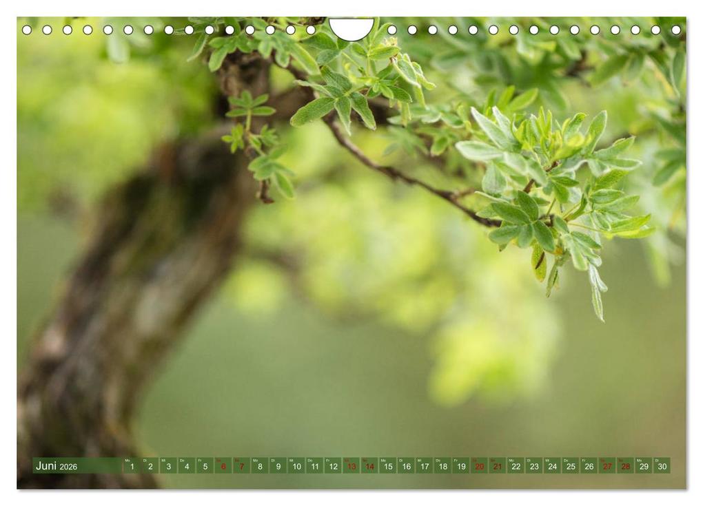 Weitere Ansicht: Bonsai ganz nah (Wandkalender 2026 DIN A4 quer), CALVENDO Monatskalender | Calvendo, Bernd Schmidt