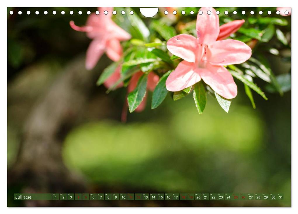 Weitere Ansicht: Bonsai ganz nah (Wandkalender 2026 DIN A4 quer), CALVENDO Monatskalender | Calvendo, Bernd Schmidt