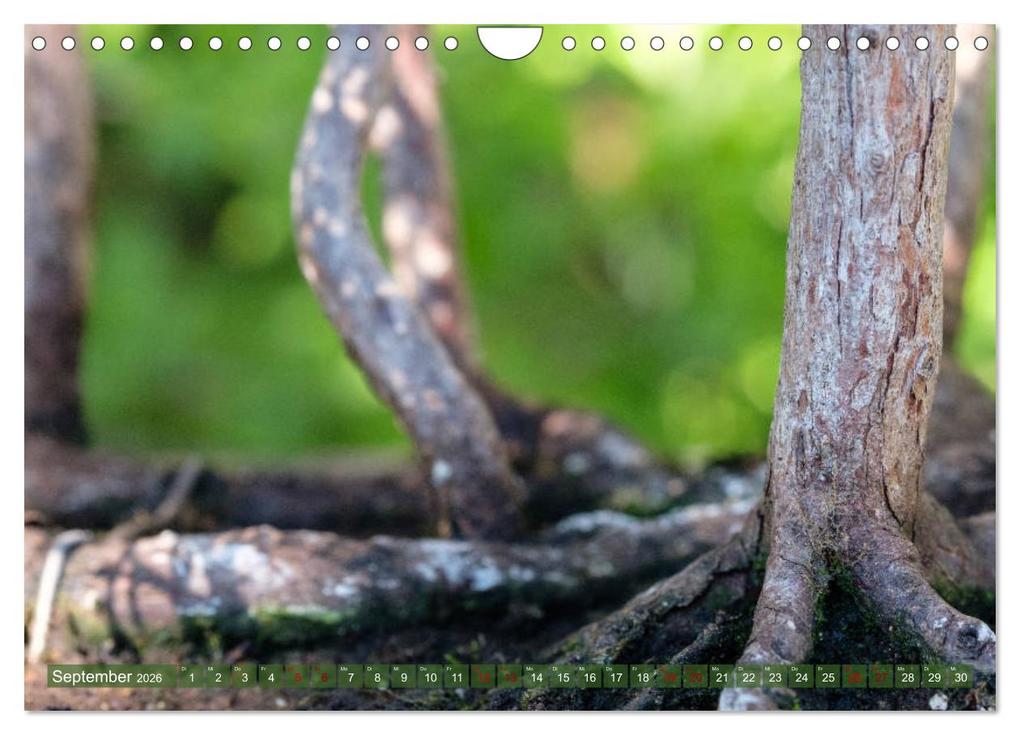 Weitere Ansicht: Bonsai ganz nah (Wandkalender 2026 DIN A4 quer), CALVENDO Monatskalender | Calvendo, Bernd Schmidt