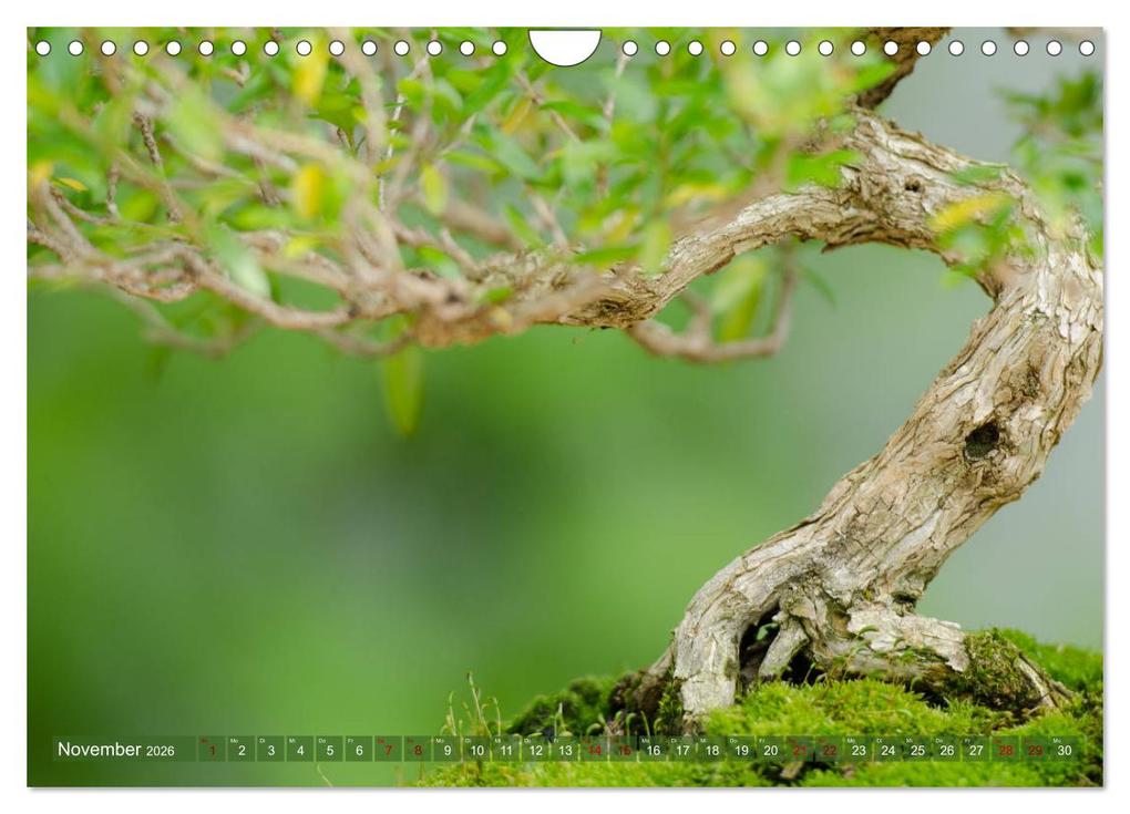 Weitere Ansicht: Bonsai ganz nah (Wandkalender 2026 DIN A4 quer), CALVENDO Monatskalender | Calvendo, Bernd Schmidt