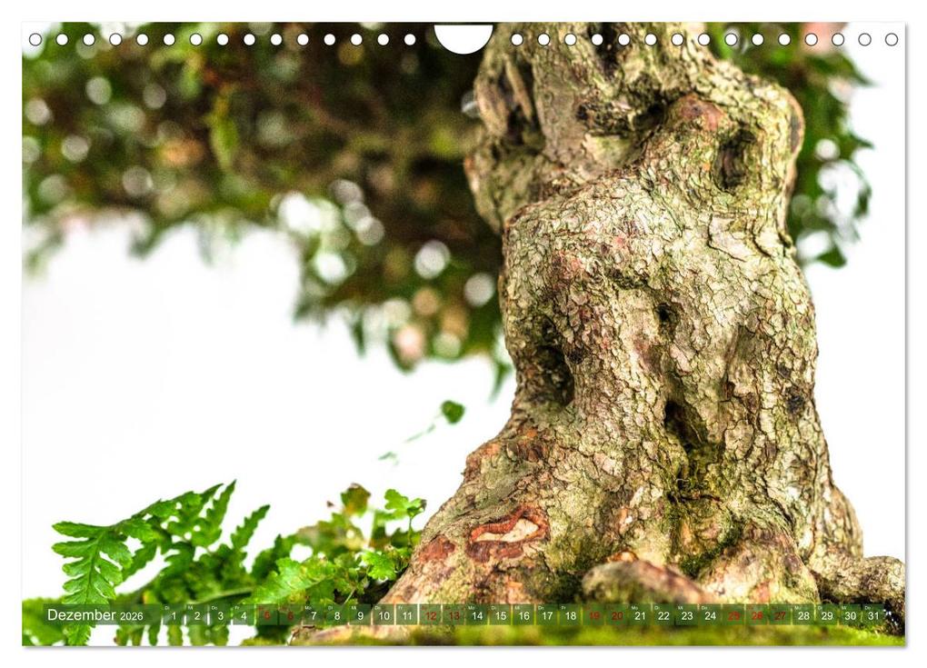 Weitere Ansicht: Bonsai ganz nah (Wandkalender 2026 DIN A4 quer), CALVENDO Monatskalender | Calvendo, Bernd Schmidt