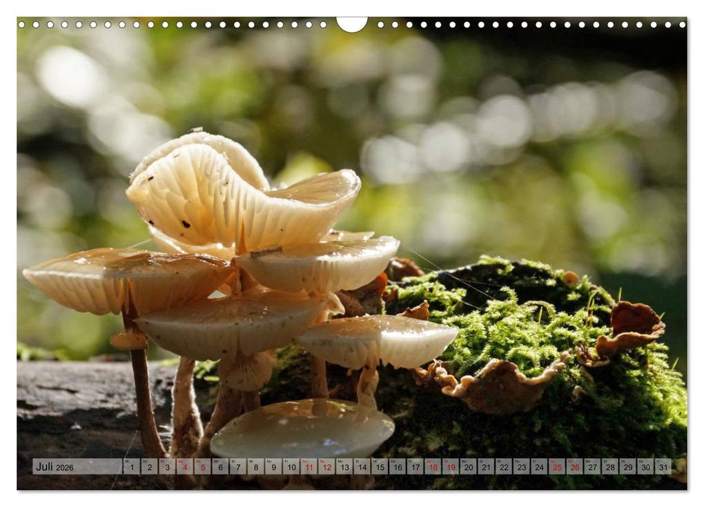 Weitere Ansicht: Der Hainich in Thüringen - Weltnaturerbe (Wandkalender 2026 DIN A3 quer), CALVENDO Monatskalender | Calvendo, Flori0, Flori0 Flori0