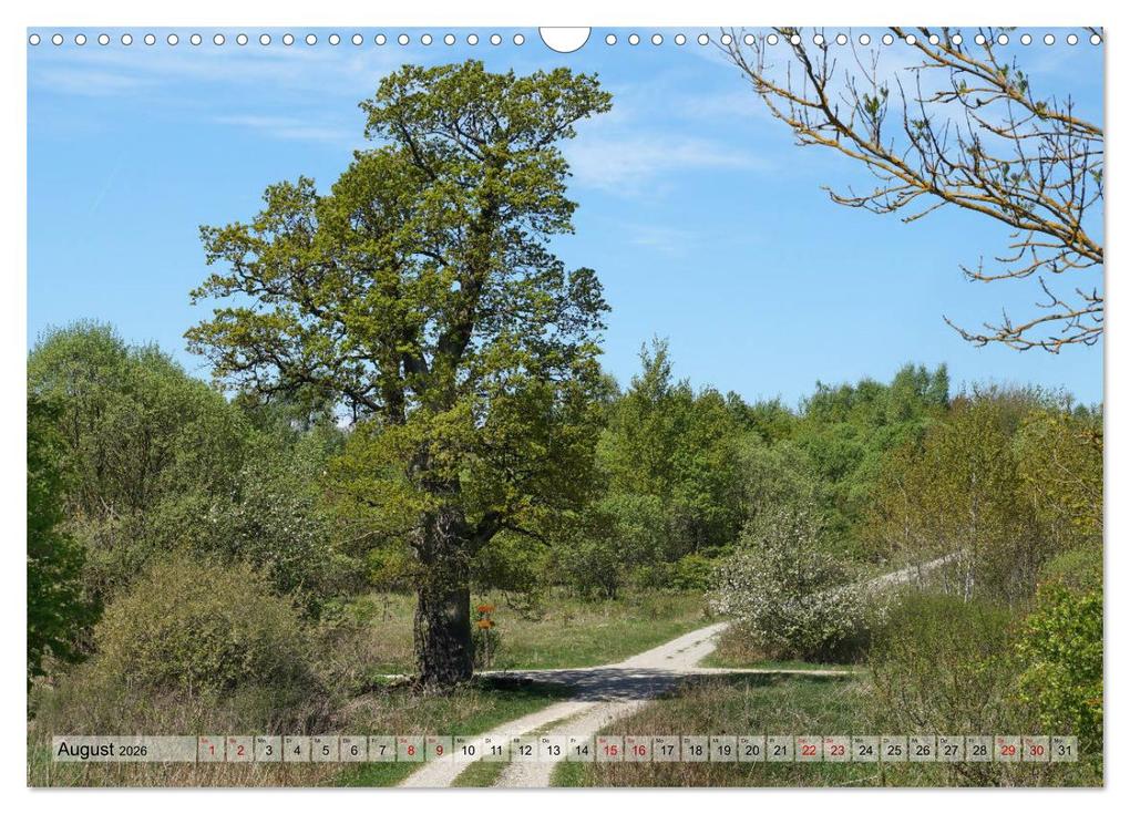 Weitere Ansicht: Der Hainich in Thüringen - Weltnaturerbe (Wandkalender 2026 DIN A3 quer), CALVENDO Monatskalender | Calvendo, Flori0, Flori0 Flori0