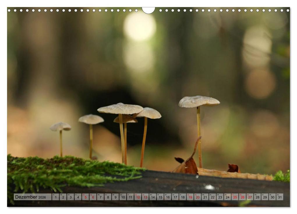 Weitere Ansicht: Der Hainich in Thüringen - Weltnaturerbe (Wandkalender 2026 DIN A3 quer), CALVENDO Monatskalender | Calvendo, Flori0, Flori0 Flori0