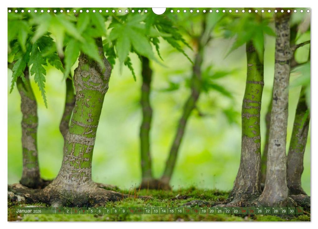 Weitere Ansicht: Bonsai ganz nah (Wandkalender 2026 DIN A3 quer), CALVENDO Monatskalender | Calvendo, Bernd Schmidt