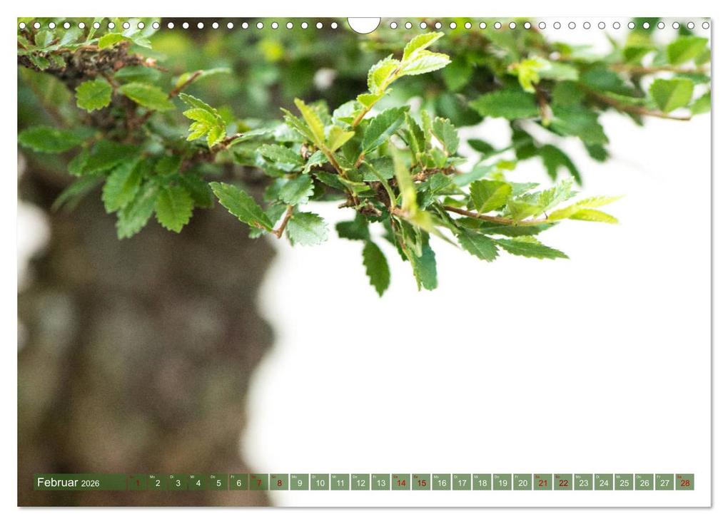 Weitere Ansicht: Bonsai ganz nah (Wandkalender 2026 DIN A3 quer), CALVENDO Monatskalender | Calvendo, Bernd Schmidt