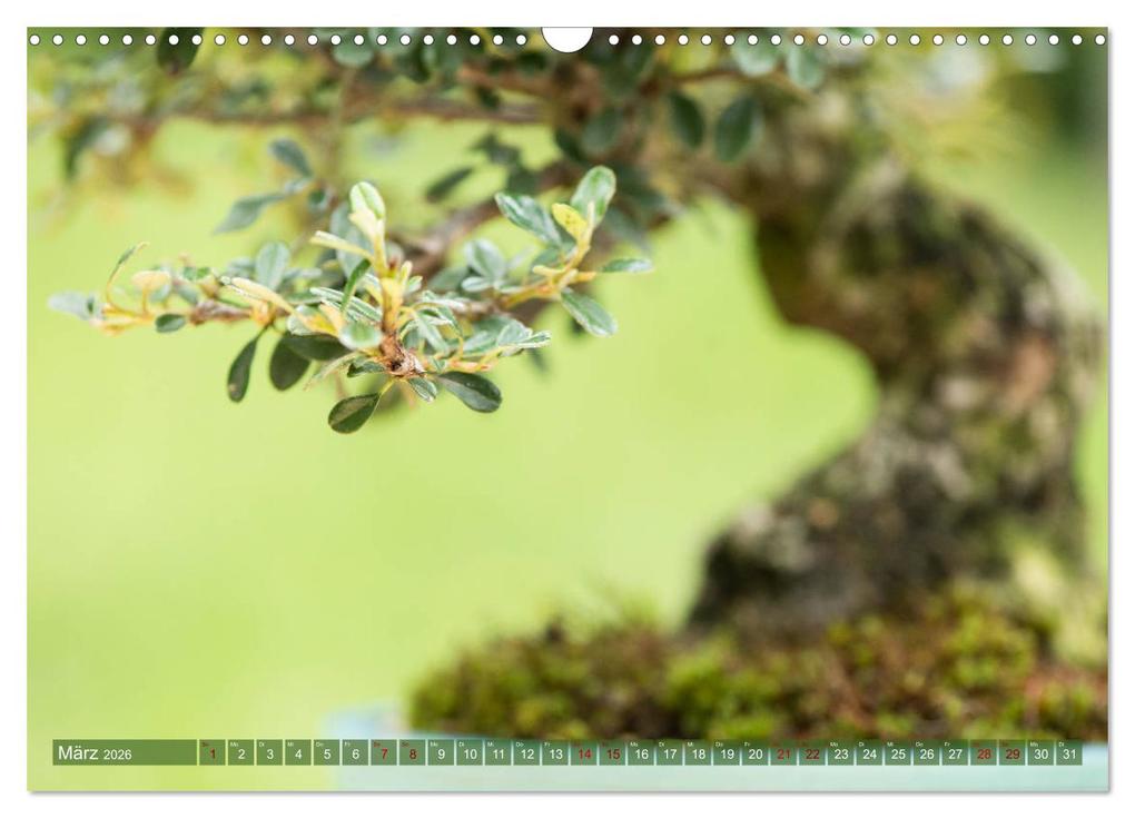 Weitere Ansicht: Bonsai ganz nah (Wandkalender 2026 DIN A3 quer), CALVENDO Monatskalender | Calvendo, Bernd Schmidt
