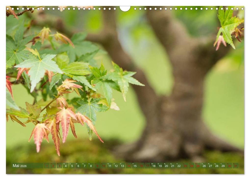 Weitere Ansicht: Bonsai ganz nah (Wandkalender 2026 DIN A3 quer), CALVENDO Monatskalender | Calvendo, Bernd Schmidt