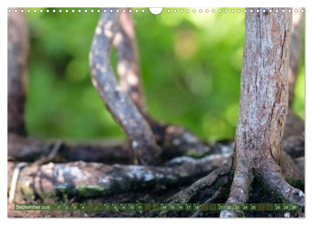Weitere Ansicht: Bonsai ganz nah (Wandkalender 2026 DIN A3 quer), CALVENDO Monatskalender | Calvendo, Bernd Schmidt
