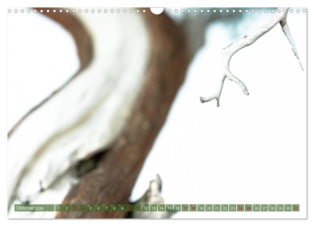 Weitere Ansicht: Bonsai ganz nah (Wandkalender 2026 DIN A3 quer), CALVENDO Monatskalender | Calvendo, Bernd Schmidt