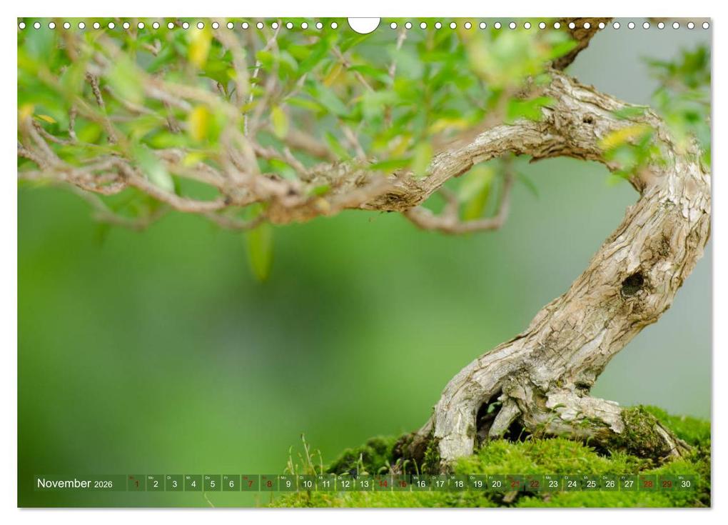 Weitere Ansicht: Bonsai ganz nah (Wandkalender 2026 DIN A3 quer), CALVENDO Monatskalender | Calvendo, Bernd Schmidt