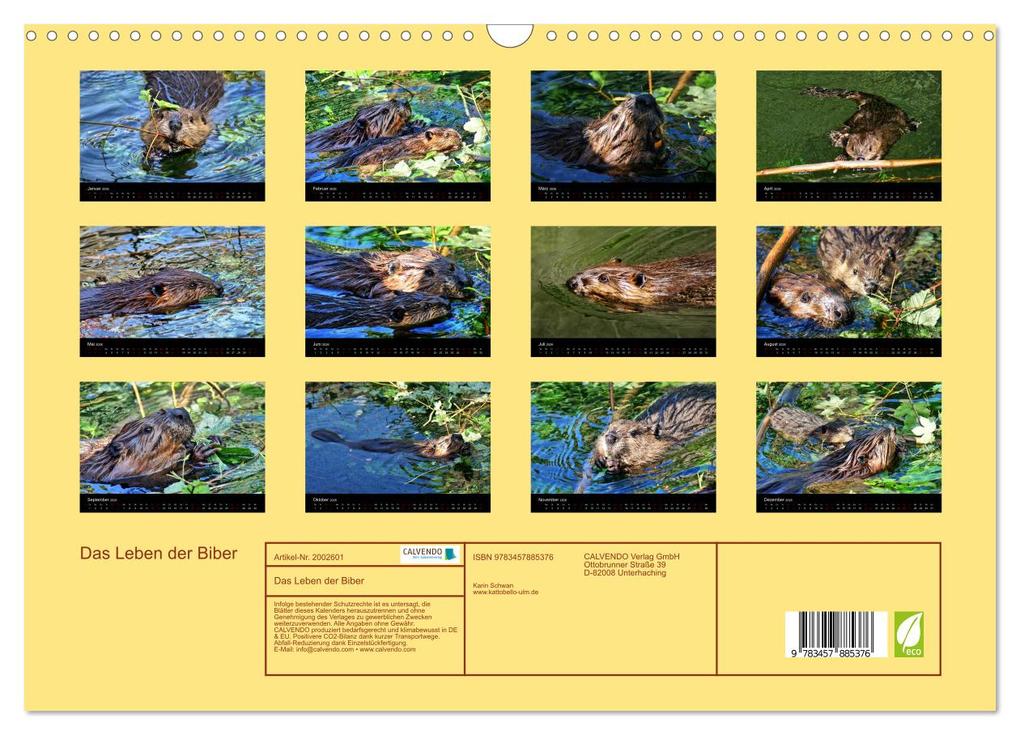 Weitere Ansicht: Das Leben der Biber (Wandkalender 2026 DIN A3 quer), CALVENDO Monatskalender | Kattobello Kattobello, Calvendo, Kattobello