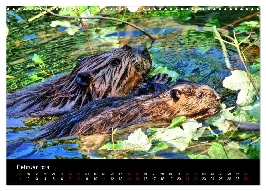 Weitere Ansicht: Das Leben der Biber (Wandkalender 2026 DIN A3 quer), CALVENDO Monatskalender | Kattobello Kattobello, Calvendo, Kattobello