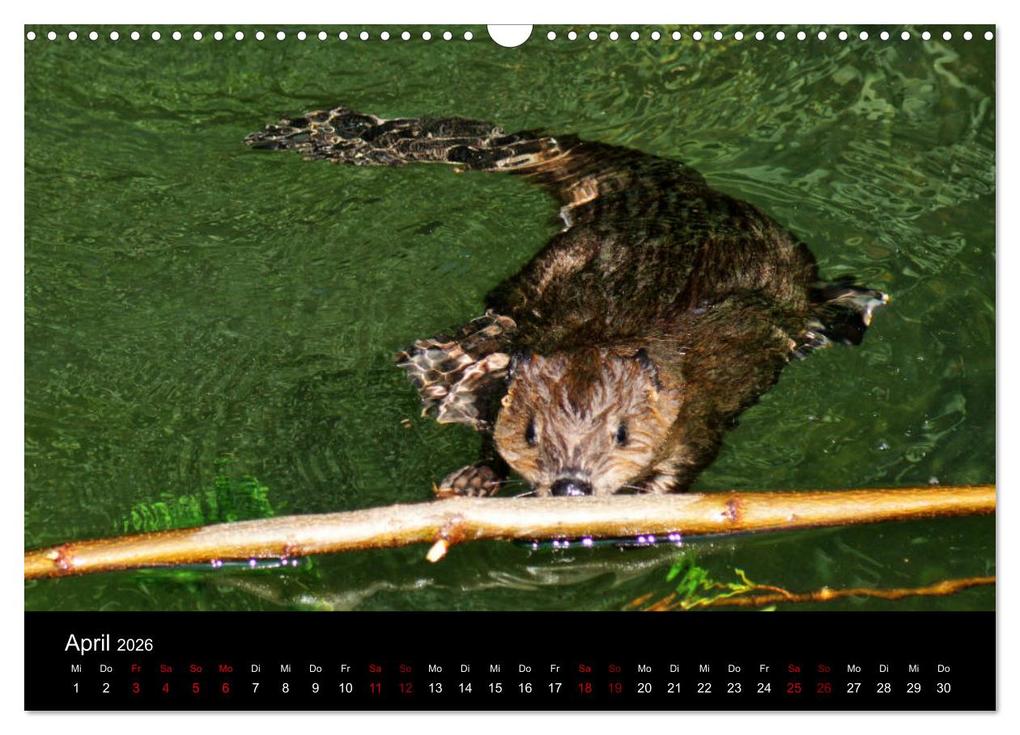 Weitere Ansicht: Das Leben der Biber (Wandkalender 2026 DIN A3 quer), CALVENDO Monatskalender | Kattobello Kattobello, Calvendo, Kattobello