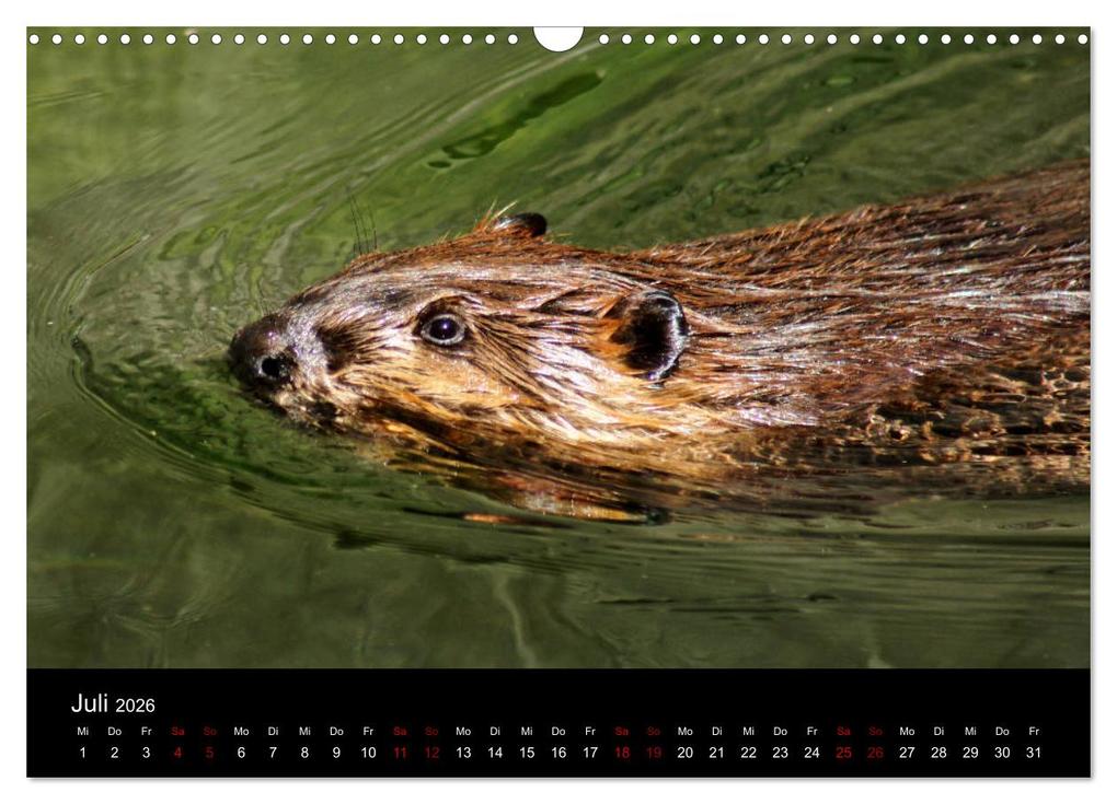 Weitere Ansicht: Das Leben der Biber (Wandkalender 2026 DIN A3 quer), CALVENDO Monatskalender | Kattobello Kattobello, Calvendo, Kattobello