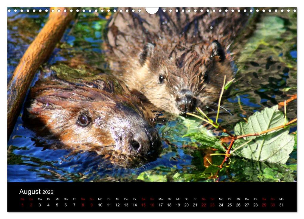 Weitere Ansicht: Das Leben der Biber (Wandkalender 2026 DIN A3 quer), CALVENDO Monatskalender | Kattobello Kattobello, Calvendo, Kattobello