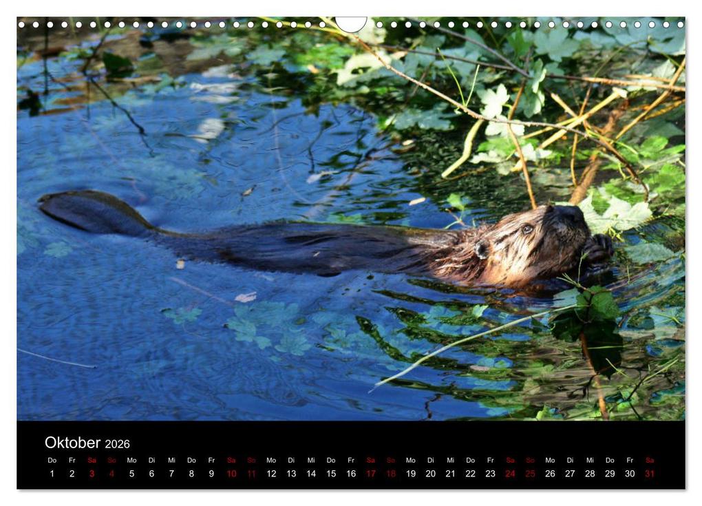 Weitere Ansicht: Das Leben der Biber (Wandkalender 2026 DIN A3 quer), CALVENDO Monatskalender | Kattobello Kattobello, Calvendo, Kattobello