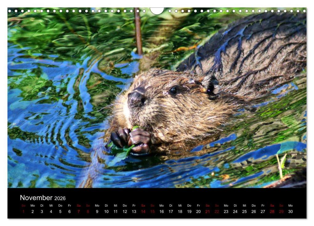Weitere Ansicht: Das Leben der Biber (Wandkalender 2026 DIN A3 quer), CALVENDO Monatskalender | Kattobello Kattobello, Calvendo, Kattobello