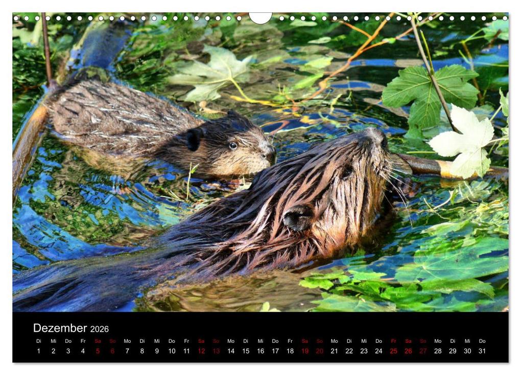 Weitere Ansicht: Das Leben der Biber (Wandkalender 2026 DIN A3 quer), CALVENDO Monatskalender | Kattobello Kattobello, Calvendo, Kattobello
