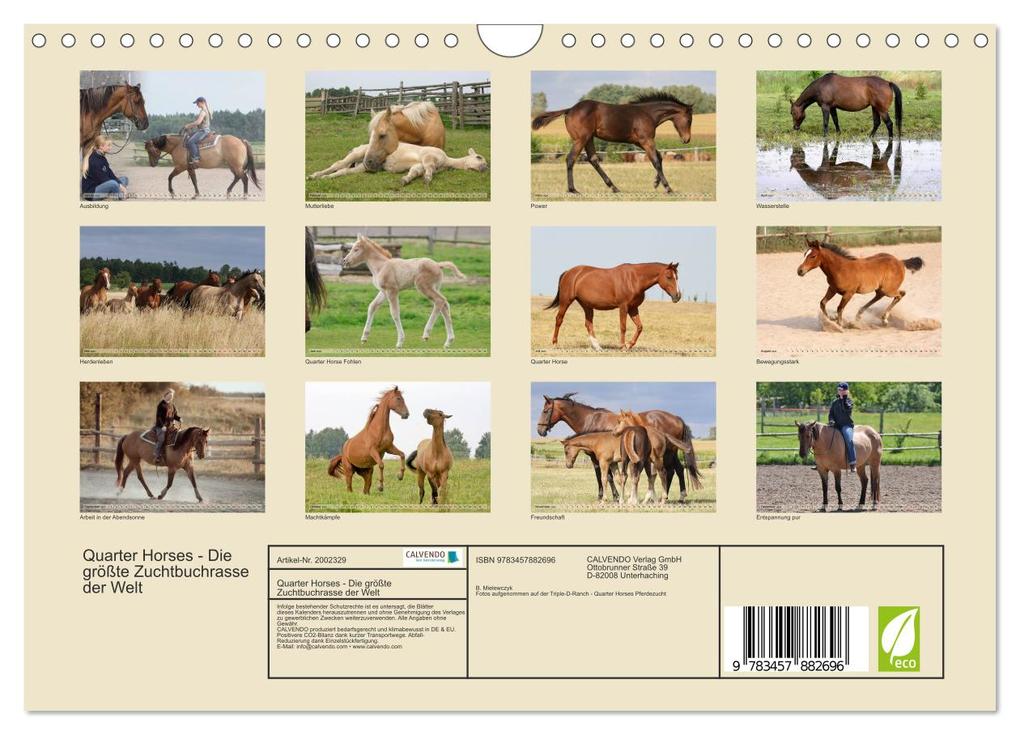 Weitere Ansicht: Quarter Horses - Die größte Zuchtbuchrasse der Welt (Wandkalender 2026 DIN A4 quer), CALVENDO Monatskalender | B. Mielewczyk, Calvendo