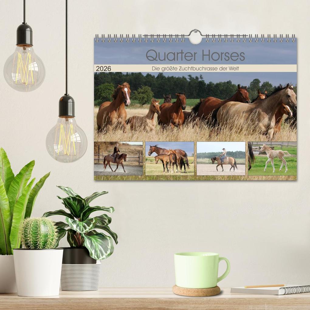 Weitere Ansicht: Quarter Horses - Die größte Zuchtbuchrasse der Welt (Wandkalender 2026 DIN A4 quer), CALVENDO Monatskalender | B. Mielewczyk, Calvendo
