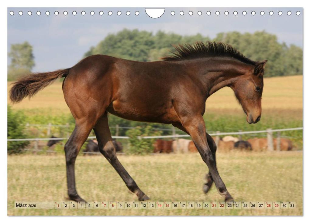 Weitere Ansicht: Quarter Horses - Die größte Zuchtbuchrasse der Welt (Wandkalender 2026 DIN A4 quer), CALVENDO Monatskalender | B. Mielewczyk, Calvendo