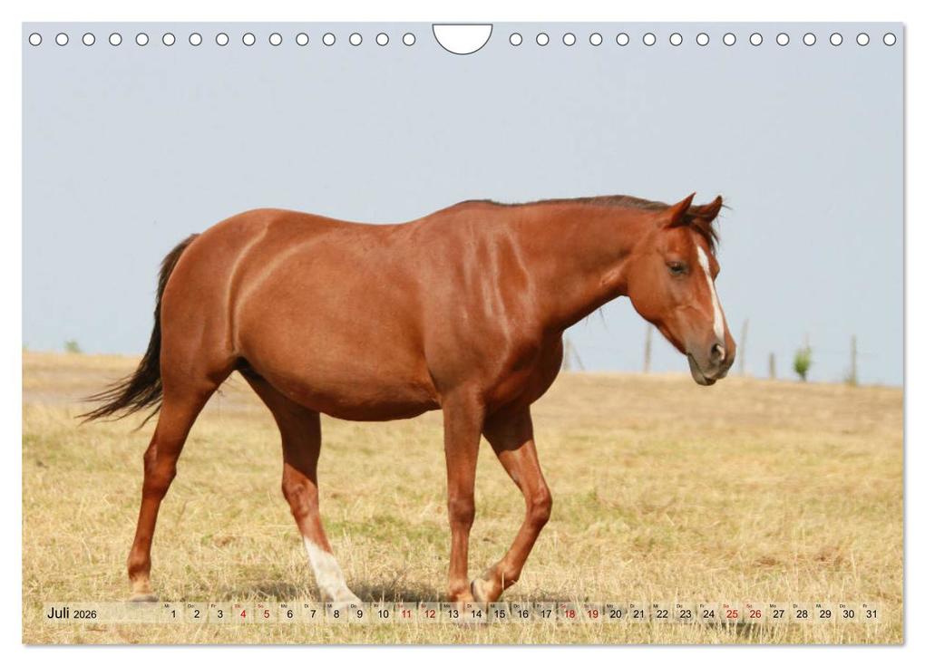 Weitere Ansicht: Quarter Horses - Die größte Zuchtbuchrasse der Welt (Wandkalender 2026 DIN A4 quer), CALVENDO Monatskalender | B. Mielewczyk, Calvendo
