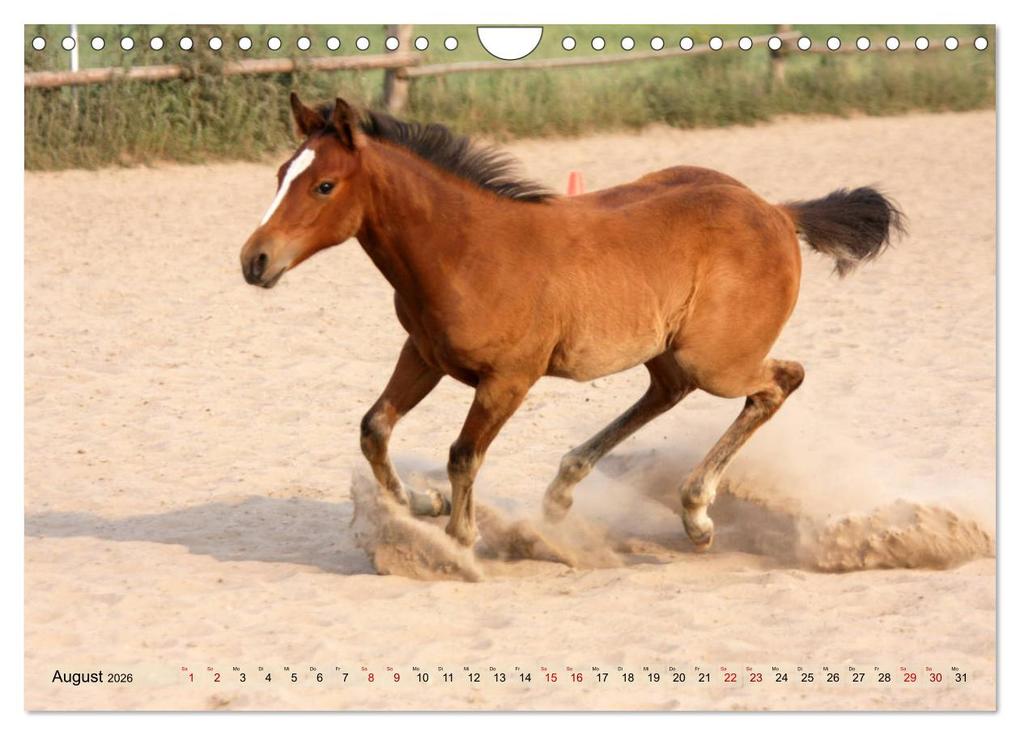 Weitere Ansicht: Quarter Horses - Die größte Zuchtbuchrasse der Welt (Wandkalender 2026 DIN A4 quer), CALVENDO Monatskalender | B. Mielewczyk, Calvendo