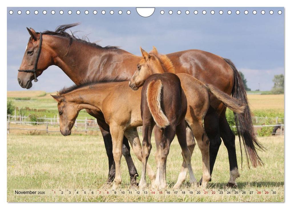 Weitere Ansicht: Quarter Horses - Die größte Zuchtbuchrasse der Welt (Wandkalender 2026 DIN A4 quer), CALVENDO Monatskalender | B. Mielewczyk, Calvendo