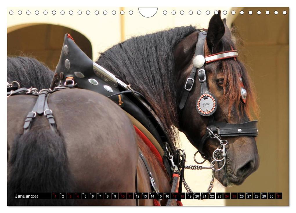 Weitere Ansicht: Schwere Pferde 2026 (Wandkalender 2026 DIN A4 quer), CALVENDO Monatskalender | Sandra Ludwig, Calvendo