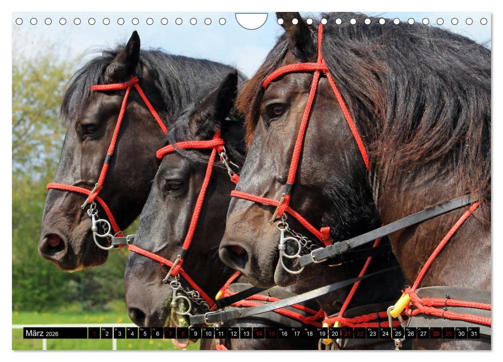 Weitere Ansicht: Schwere Pferde 2026 (Wandkalender 2026 DIN A4 quer), CALVENDO Monatskalender | Sandra Ludwig, Calvendo