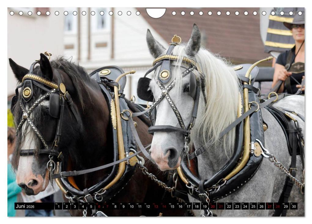 Weitere Ansicht: Schwere Pferde 2026 (Wandkalender 2026 DIN A4 quer), CALVENDO Monatskalender | Sandra Ludwig, Calvendo