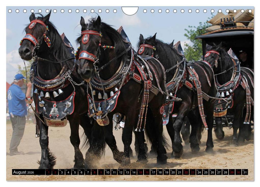Weitere Ansicht: Schwere Pferde 2026 (Wandkalender 2026 DIN A4 quer), CALVENDO Monatskalender | Sandra Ludwig, Calvendo