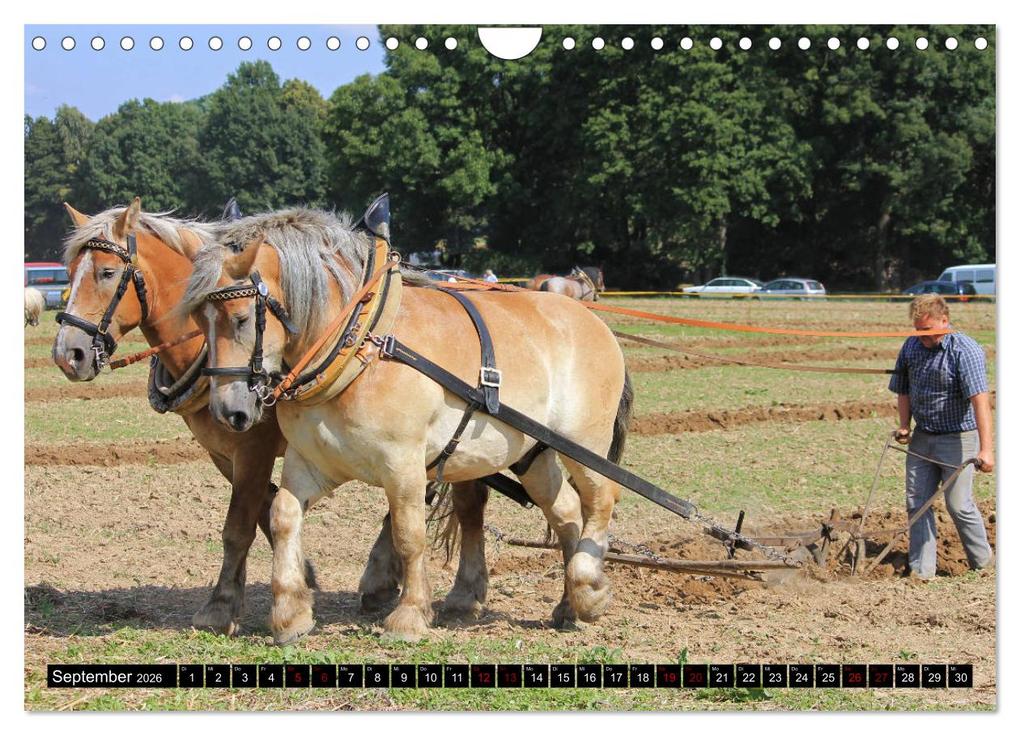 Weitere Ansicht: Schwere Pferde 2026 (Wandkalender 2026 DIN A4 quer), CALVENDO Monatskalender | Sandra Ludwig, Calvendo