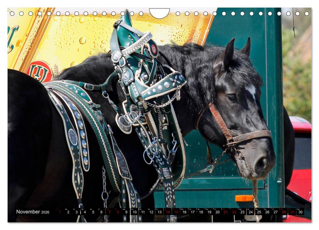 Weitere Ansicht: Schwere Pferde 2026 (Wandkalender 2026 DIN A4 quer), CALVENDO Monatskalender | Sandra Ludwig, Calvendo