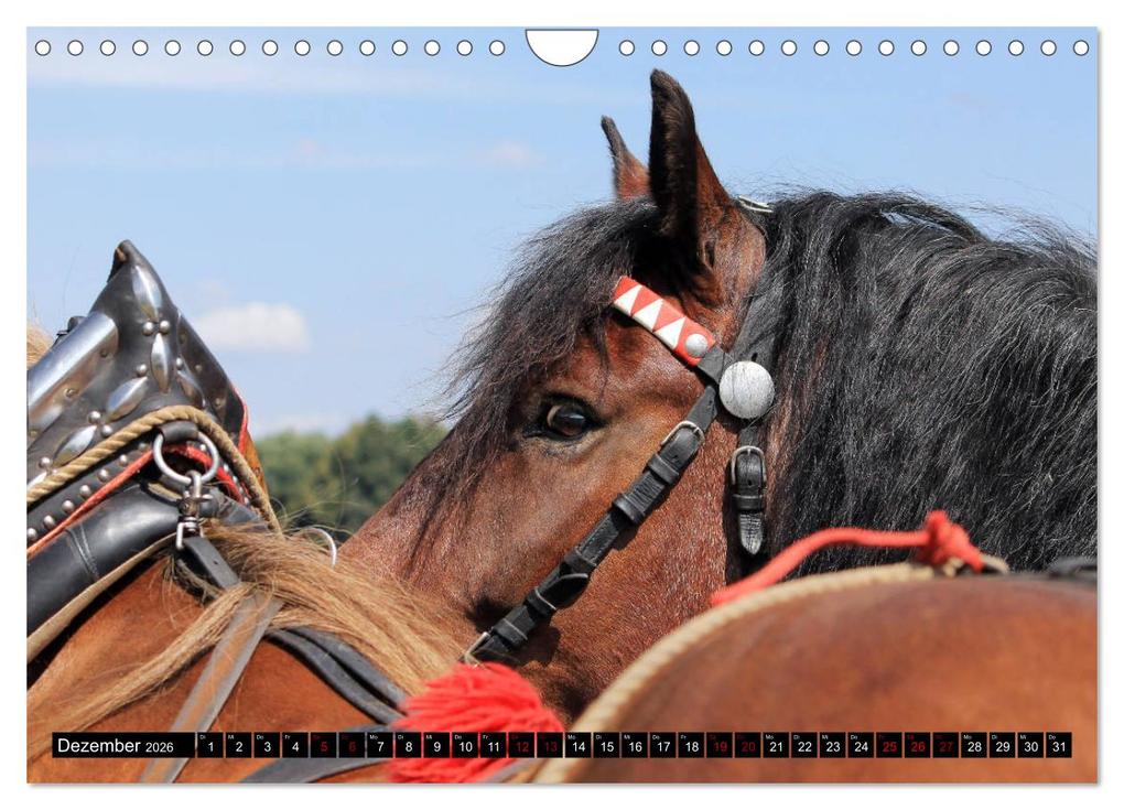 Weitere Ansicht: Schwere Pferde 2026 (Wandkalender 2026 DIN A4 quer), CALVENDO Monatskalender | Sandra Ludwig, Calvendo