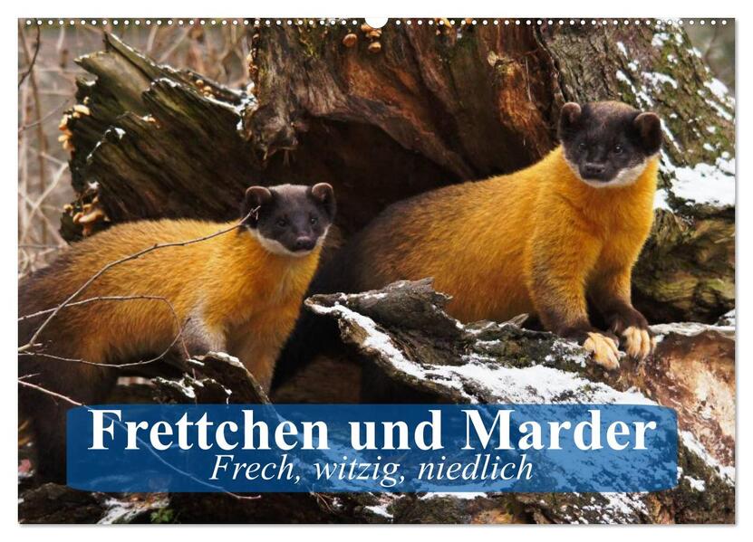 Produktbild: Frettchen und Marder. Frech, witzig, niedlich (Wandkalender 2026 DIN A2 quer), CALVENDO Monatskalender | Calvendo, Elisabeth Stanzer