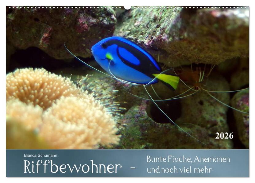 Produktbild: Riffbewohner - Bunte Fische, Anemonen und noch viel mehr (Wandkalender 2026 DIN A2 quer), CALVENDO Monatskalender | Bianca Schumann, Calvendo