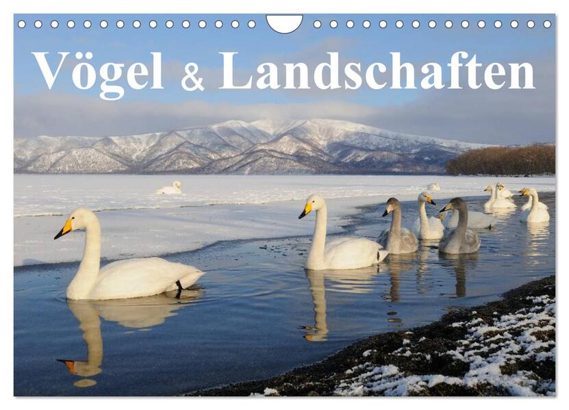 Produktbild: Vögel & Landschaften (Wandkalender 2026 DIN A4 quer), CALVENDO Monatskalender | birdimagency.com birdimagency.com, Calvendo, Birdimagency.com