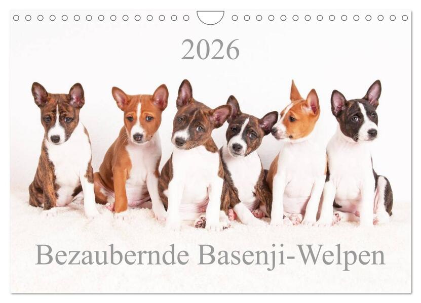Produktbild: Bezaubernde Basenji-Welpen (Wandkalender 2026 DIN A4 quer), CALVENDO Monatskalender | Angelika Joswig, Calvendo