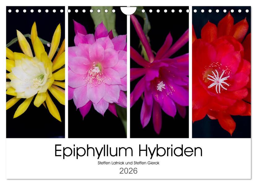Produktbild: Epiphyllum-Hybriden (Wandkalender 2026 DIN A4 quer), CALVENDO Monatskalender | Steffen Latniak, Steffen Gierok, Calvendo, Steffen Latniak Gierok