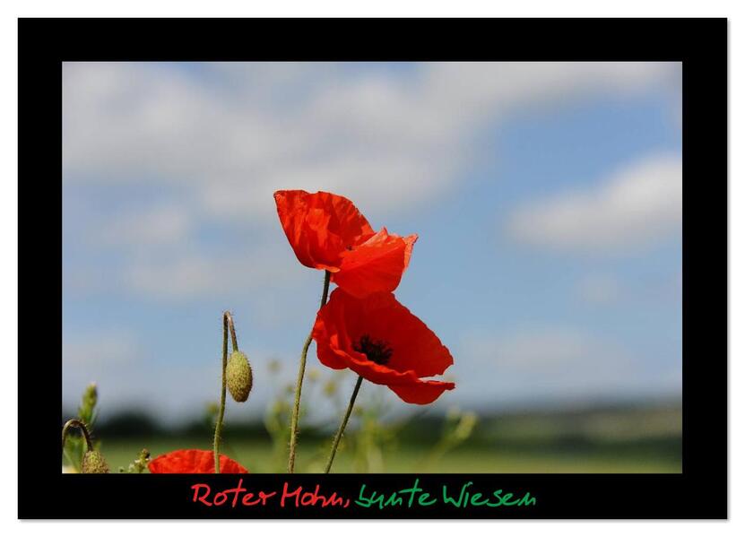 Produktbild: Roter Mohn, bunte Wiesen (Wandkalender 2026 DIN A3 quer), CALVENDO Monatskalender | Nordstern Nordstern, Calvendo, Nordstern