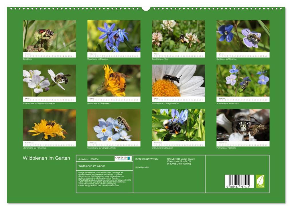 Weitere Ansicht: Wildbienen im Garten (hochwertiger Premium Wandkalender 2026 DIN A2 quer), Kunstdruck in Hochglanz | Calvendo, Silvia Hahnefeld