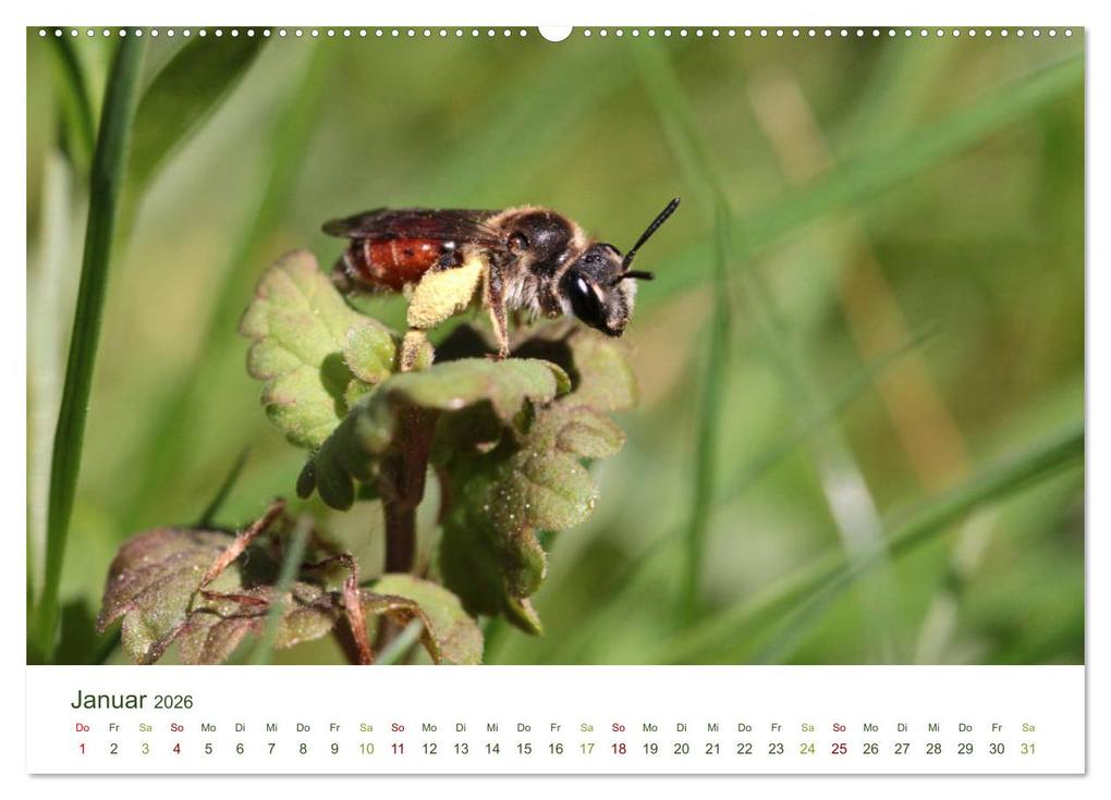 Weitere Ansicht: Wildbienen im Garten (hochwertiger Premium Wandkalender 2026 DIN A2 quer), Kunstdruck in Hochglanz | Calvendo, Silvia Hahnefeld