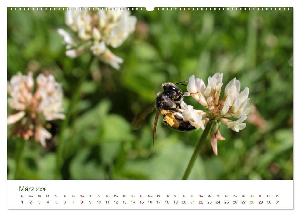 Weitere Ansicht: Wildbienen im Garten (hochwertiger Premium Wandkalender 2026 DIN A2 quer), Kunstdruck in Hochglanz | Calvendo, Silvia Hahnefeld
