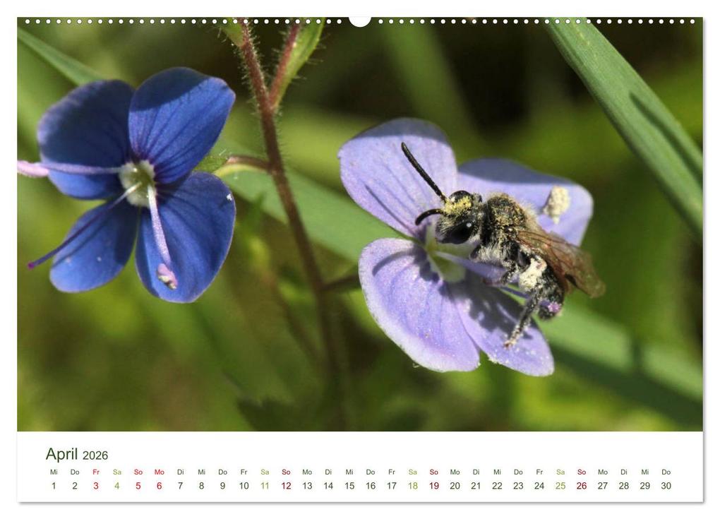 Weitere Ansicht: Wildbienen im Garten (hochwertiger Premium Wandkalender 2026 DIN A2 quer), Kunstdruck in Hochglanz | Calvendo, Silvia Hahnefeld